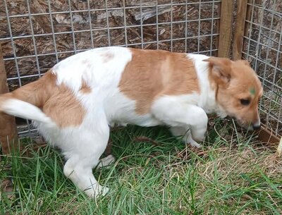 Asla, Mix Welpen - Hündin