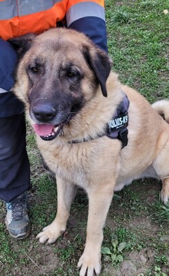 Aslan Anatol. Hirtenhund sucht geeignetes Zuhause, Anatolischer Hirtenhund - Rüde