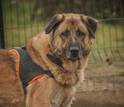 Aslan Anatolischer Hirtenhund sucht sein Zuhause, Anatolischer Hirtenhund - Rüde