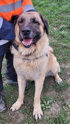 Aslan Anatolischer Hirtenhund sucht sein Zuhause, Anatolischer Hirtenhund - Rüde