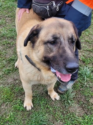 Aslan Anatolischer Hirtenhund sucht sein Zuhause, Anatolischer Hirtenhund - Rüde