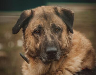 Aslan Anatolischer Hirtenhund sucht sein Zuhause, Anatolischer Hirtenhund - Rüde