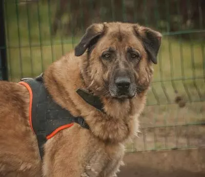 Aslan Anatolischer Hirtenhund sucht sein Zuhause, Anatolischer Hirtenhund - Rüde
