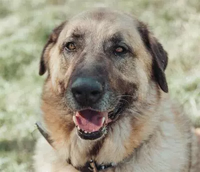 Aslan Anatolischer Hirtenhund sucht sein Zuhause, Anatolischer Hirtenhund - Rüde