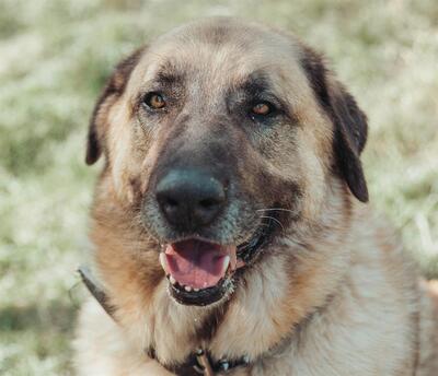 Aslan Anatolischer Hirtenhund sucht sein Zuhause, Anatolischer Hirtenhund - Rüde