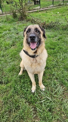 Aslan Anatolischer Schäferhund sucht sein Zuhause, Anatolischer Hirtenhund - Rüde