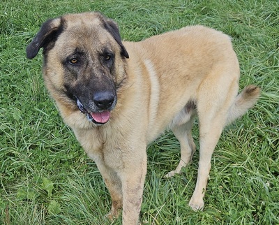 Aslan Anatolischer Schäferhund sucht sein Zuhause, Kangal (anatolischer Schäferhund) - Rüde 1