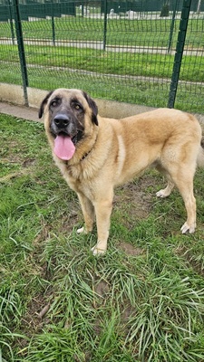 Aslan Kangal Rüde sucht sein Zuhause, Kangal (anatolischer Schäferhund) - Rüde