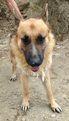Aslan
