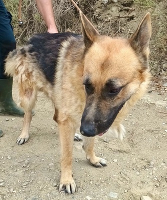 Aslan, Schäferhund - Mix - Rüde