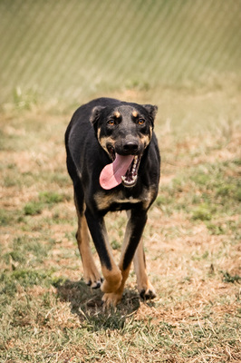 Asrael - menschenbezogen, verschmust, lebhaft, bewegungsfreudig, verspielt, Dackel Mischling (Video-Link vorhanden) - Rüde