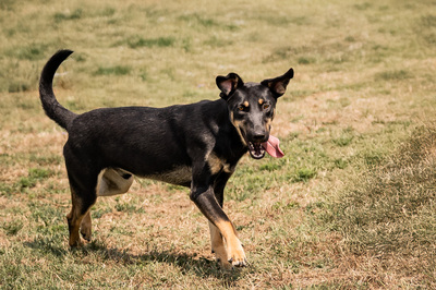 Asrael - menschenbezogen, verschmust, lebhaft, bewegungsfreudig, verspielt, Dackel Mischling (Video-Link vorhanden) - Rüde