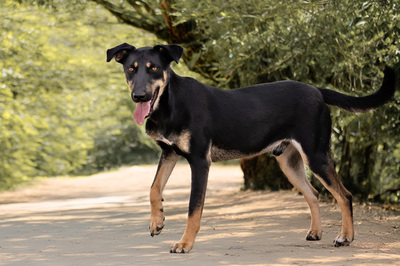 Asrael - menschenbezogen, verschmust, lebhaft, bewegungsfreudig, verspielt