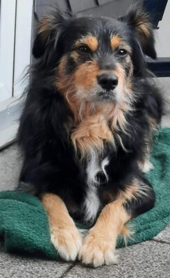 Astor, Mischling - Rüde