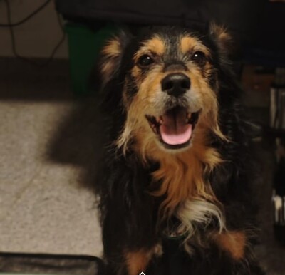 Astor, Mischling - Rüde