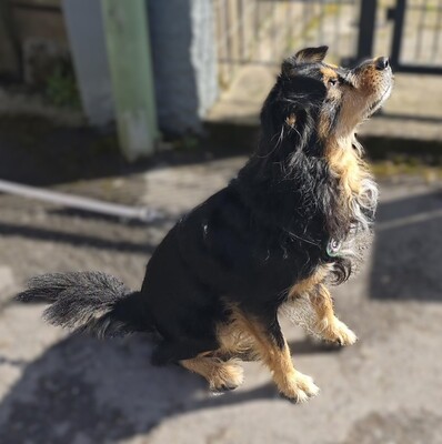 Astor, Mischling - Rüde