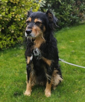 Astor, Mischling - Rüde