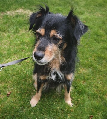 Astor, Mischling - Rüde