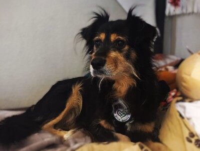 Astor, Mischling - Rüde