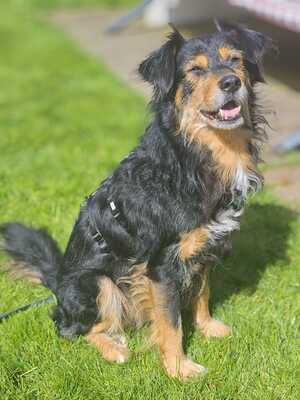 Astor, Mischling - Rüde