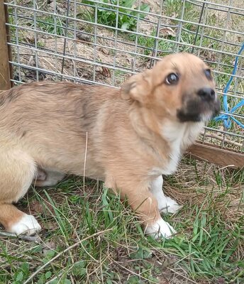 Astor, Mix Welpen - Rüde