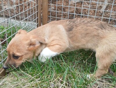 Astor, Mix Welpen - Rüde