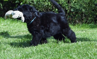 Astra Fidelis FCI Gina, Astra Fidelis FCI Gordon, Russischer Schwarzer Terrier Welpen - Hündin