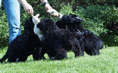 Astra Fidelis FCI Gina, Astra Fidelis FCI Gordon, Russischer Schwarzer Terrier Welpen - Hündin