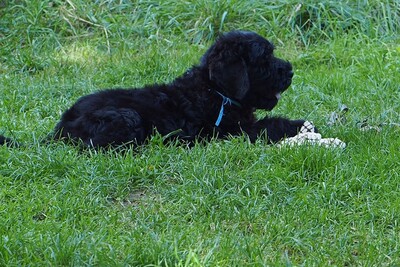 Astra Fidelis FCI Gina, Astra Fidelis FCI Gordon, Russischer Schwarzer Terrier Welpen - Hündin