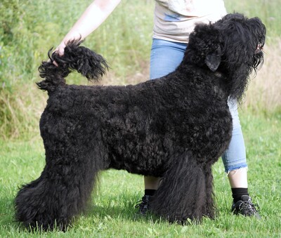 Astra Fidelis FCI Gina, Astra Fidelis FCI Gordon, Russischer Schwarzer Terrier Welpen - Hündin