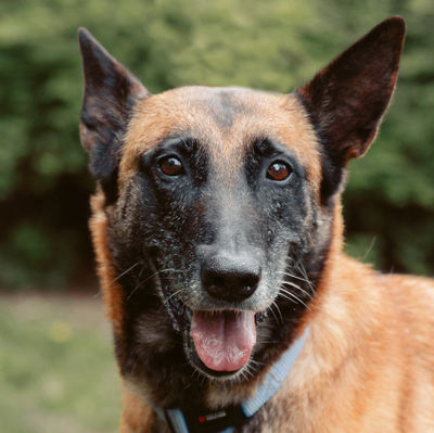 Astra, Malinois - Hündin
