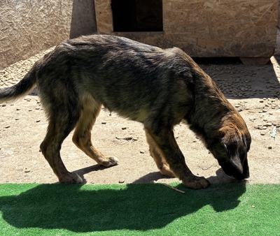 Astra, Mix - Hündin