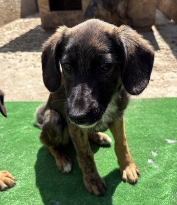Astra, Mix - Hündin