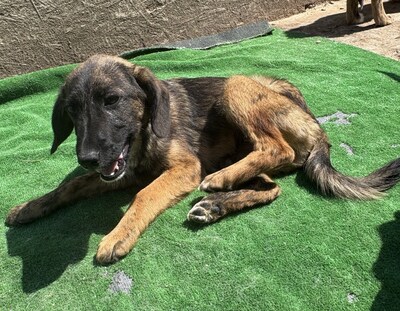 Astra, Mix - Hündin