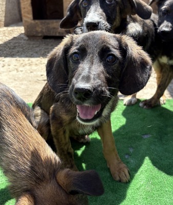Astra, Mix Welpen - Hündin