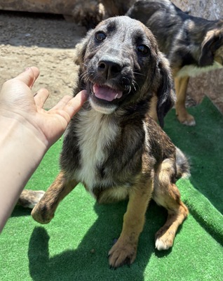 Astra, Mix Welpen - Hündin