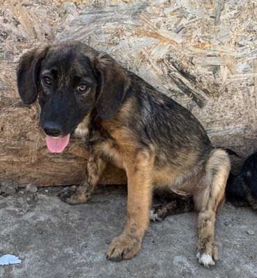 Astra, Mix Welpen - Hündin