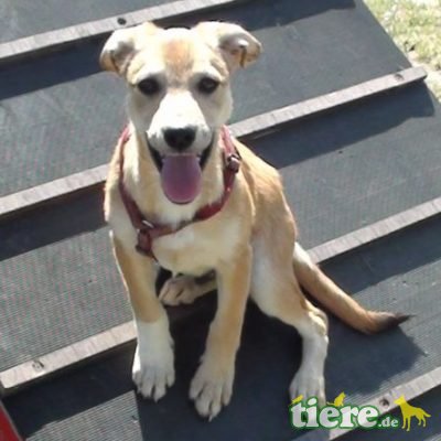 Astro, Keine Angaben - Rüde