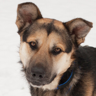 Astro, Schäfer-Mix - Rüde