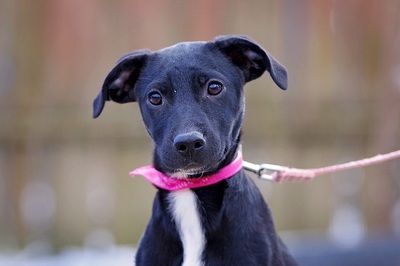 Asward, Mischling Welpen - Hündin