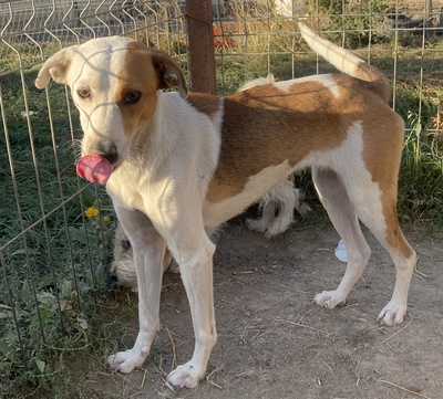 Atari, Mix - Hündin