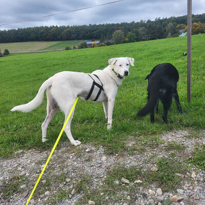 Atenea, Mischling - Hündin