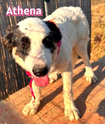 Athena, Mischling - Hündin