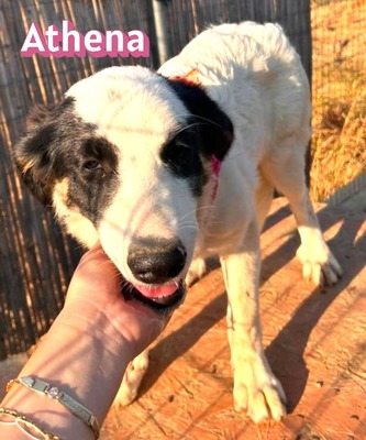 Athena, Mischling - Hündin