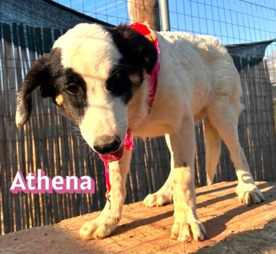 Athena, Mischling - Hündin