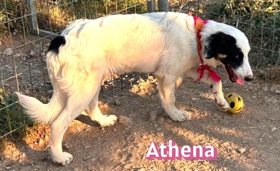Athena, Mischling - Hündin