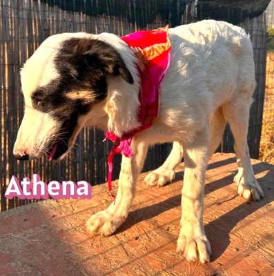 Athena, Mischling - Hündin