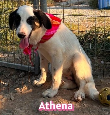 Athena, Mischling - Hündin
