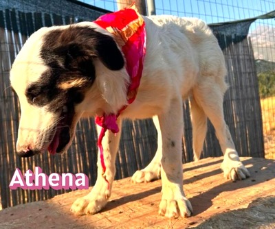 Athena, Mischling - Hündin