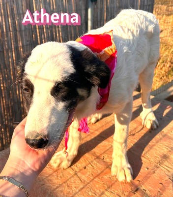 Athena, Mischling - Hündin